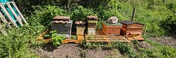 Beekeeping