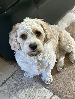 Charlie - my best pal!